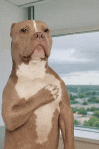 Mans Best Friend Dog GIF