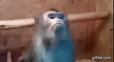 Wildlife gif. A monkey looks at something off screen with its mouth set in a very pronounced frown. It looks very bored or serious as it blinks and then turns its gaze away. 