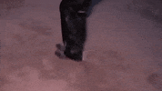 El Cucuy Cowgirl GIF by ESTEVIE