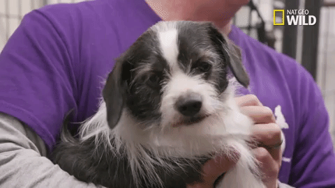 doggie winter wonderland pupparazzi GIF by Nat Geo Wild
