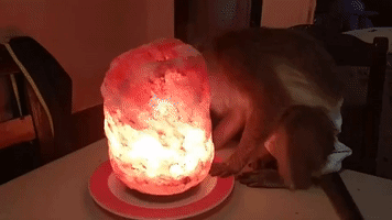 Himalayan Salt Lamp Has Calming Effect on Cooky Monkey