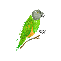 Vegan Cashew Sticker by Simplynuts