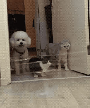 cuteanimalland giphyupload GIF