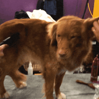 dog show GIF by Westminster Kennel Club