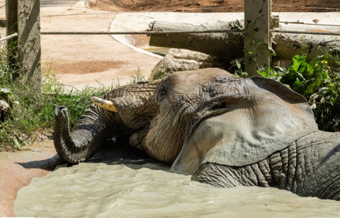 danijelmihajlovic giphyupload GIF