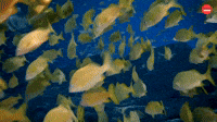 More Fish