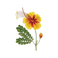 kangolkidskorea 캉골키즈 Sticker