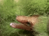 Marine Biology Ocean GIF