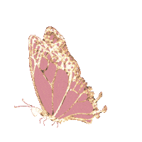 Butterfly Sticker