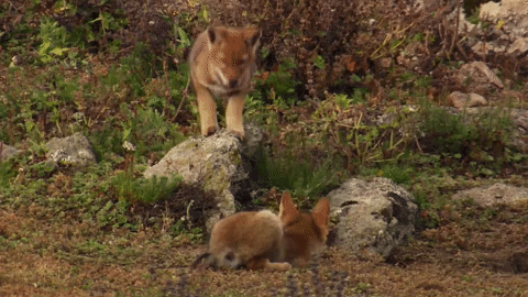 symphony for our world GIF by Nat Geo Wild 