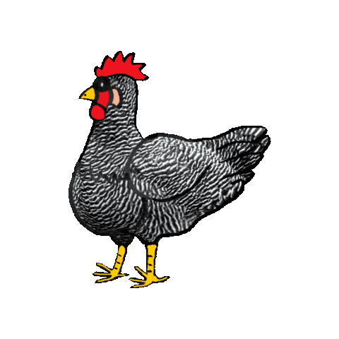 Chickens Amrock Sticker