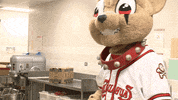 epchihuahuas baseball chihuahua mascots chico GIF