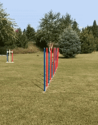 WoofWell wow dogs amazing competition GIF