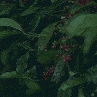 rainbowagrobrasil rainbow agro rainbowagro tudosobrecrescimento GIF