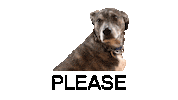 stemcellrobotics dog robot steam please Sticker