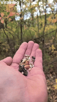 Birds Show Up for Breakfast