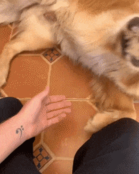 Puppy Lola GIF by NOSAM