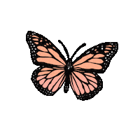 Butterfly Boho Sticker