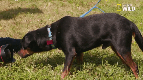 dog GIF by Nat Geo Wild