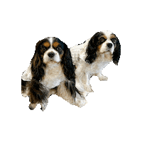 Cavalierkingcharlesspaniel Sticker