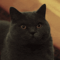 Mad I See You GIF