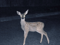 Scared Car GIF