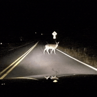 Scared Car GIF