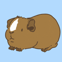 Licht Guineapig GIF