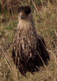 excited bird GIF by Head Like an Orange