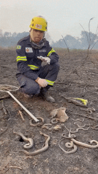 Brazilian Animal Rescue Group Shows Fires' Incalculable Toll on Wildlife