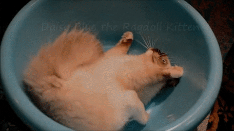 ragdoll GIF