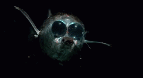 giphyupload GIF