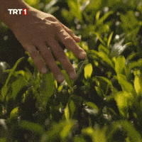 Go See You GIF by TRT
