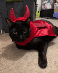 Black Cat Devil GIF