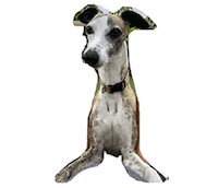 Dog Whippet Sticker by Supertu Social Media