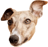 Whippet Love Sticker