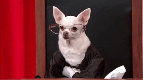 moodman giphydvr funny dogs justice GIF