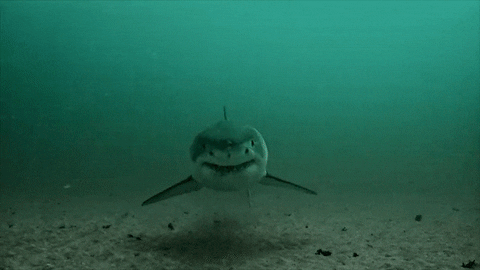 On My Way Swimming GIF by Shark Week