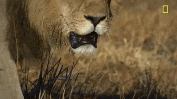 Nat Geo Lion GIF by National Geographic Channel