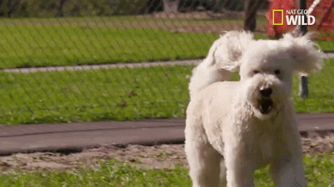 dog GIF by Nat Geo Wild
