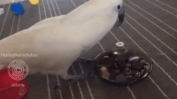 Delighted Cockatoo Plays With Her Collection of Buttons