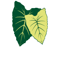 Kalo Sticker by Partners in Development Foundation