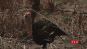 Chicken Turkey GIF by TLC