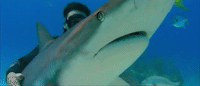 trailer GIF by Sharkwater Extinction