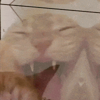 Cat Meme GIF