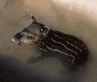 chill swim GIF by San Diego Zoo