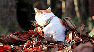 cat autumn GIF