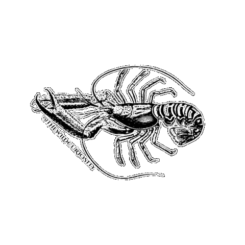 Black And White Illustration Sticker by The Wild Curiosity