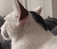 Cat What GIF