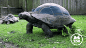 Mood Post GIF by Memphis Zoo